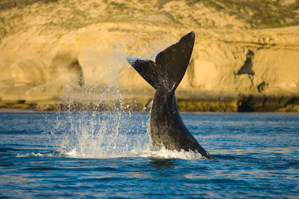 peninsula valdes ballenas