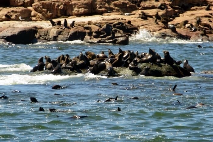 lobos marinos en Uruguay
