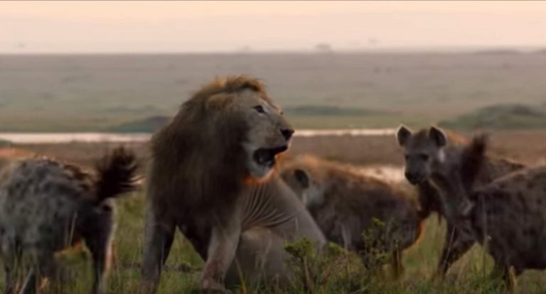 león salva a su amigo de las hienas